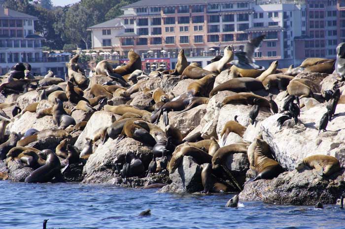 Californische zeeleeuw Monterey Zalophus californianus