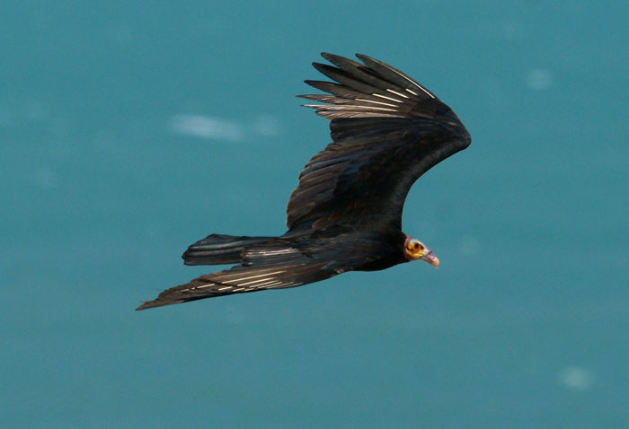 vogels, gieren, Kleine Geelkopgier, Cathartes burrovianus, Jericocoara, Brazilië, Zuid-Amerika