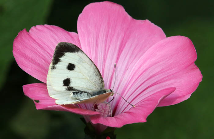 insecten, dagvlinders, Groot Koolwitje, Pieris brassicae, Texel