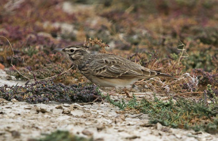 vogels, leeuwerik, Kuifleeuwerik, Galerida cristata, Zwarte Zee, Roemenië