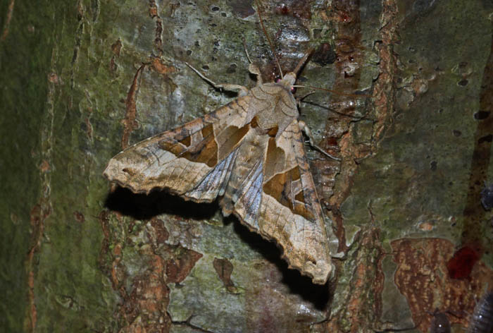 nachtvlinders, Agaatvlinder, Phlogophora meticulosa, Texel