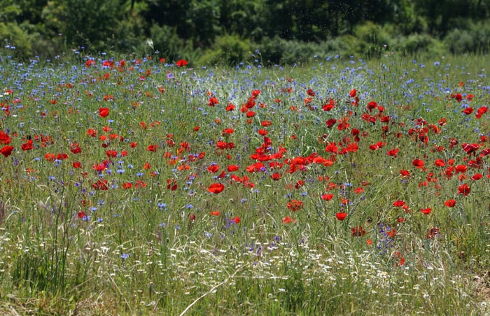 bloemen, Klaproos, Papaver rhoeas, Korenbloem, Centaurea cyanus, graanveld, Albanië