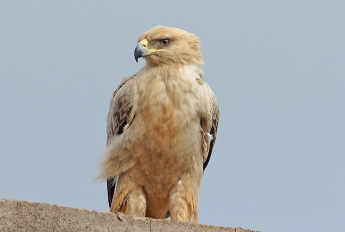 vogels, roofvogels, Steppearend, Aquila rapax, Yabello, Ethiopië, Afrika