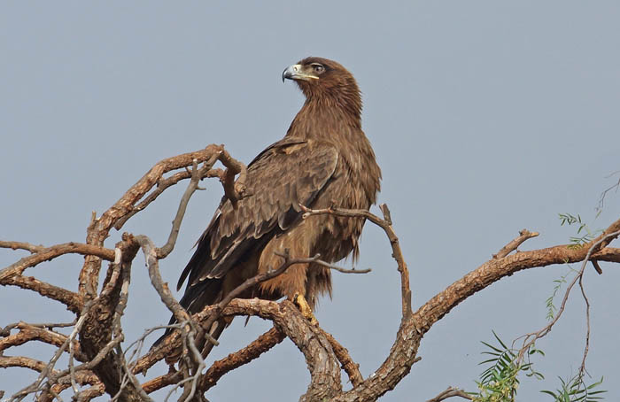 vogels, roofvogels, arenden, Steppearend, Aquila rapax, Ethiopië, Afrika