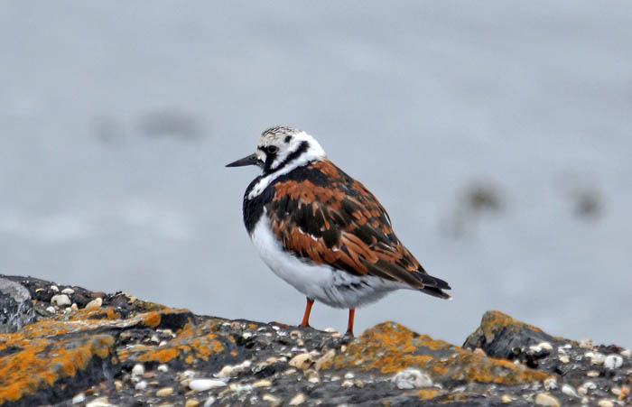 vogels, wadvogels, Steenloper, Arenaria interpres, waddengebied, Texel, Waddenzee