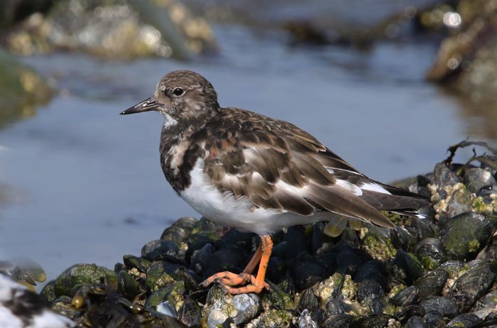 vogels, wadvogels, Steenloper, Arenaria interpres, waddendijk, Texel, Waddenzee