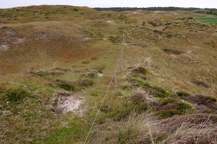 duinen, vegetatie, begrazing, Bollekamer, Texel, waddengebied