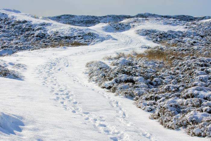weer, sneeuw, duinen, Bollekamer, Texel