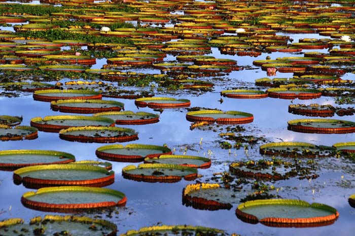 planten, waterplanten, Reuzenwaterlelie, Victoria amazonica (regia), Pantanal, Brazilië