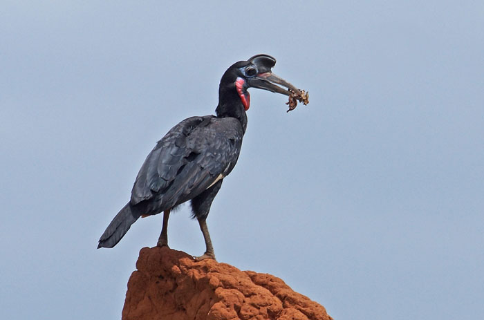vogels, Noordelijke Hoornraaf, Bucorvus abyssinicus, Yabello, Ethiopië, Afrika