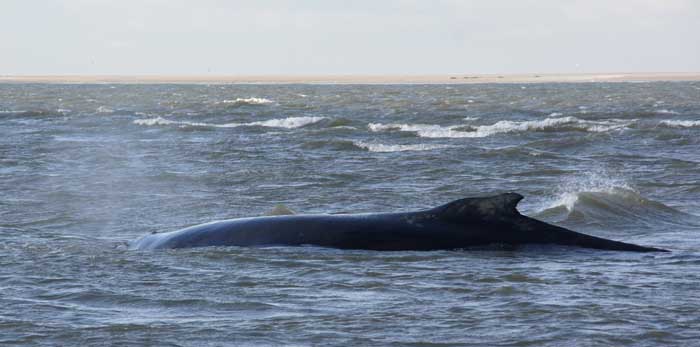 walvissen Johanna bultrug Megaptera novaeangliae, Texel, Razende Bol Noorderhaaks stranding