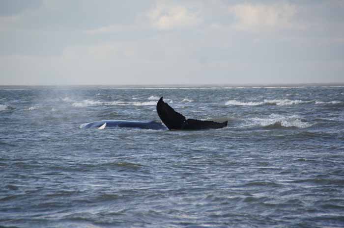 walvissen bultrug Megaptera novaeangliae stranding Razende Bol Johanna Texel Noorderhaaks