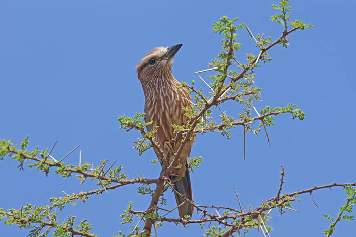 vogels, scharrelaar, Roodkruinscharrelaar, Coracias naevia, Yabello, Ethiopië, Afrika