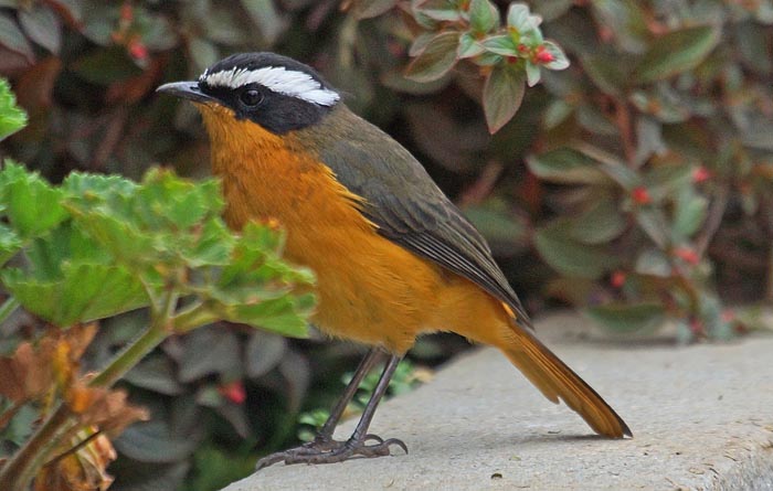 vogels, zangvogels, Rüppells Lawaaimaker, Cossypha semirufa, Ethiopië, Afrika