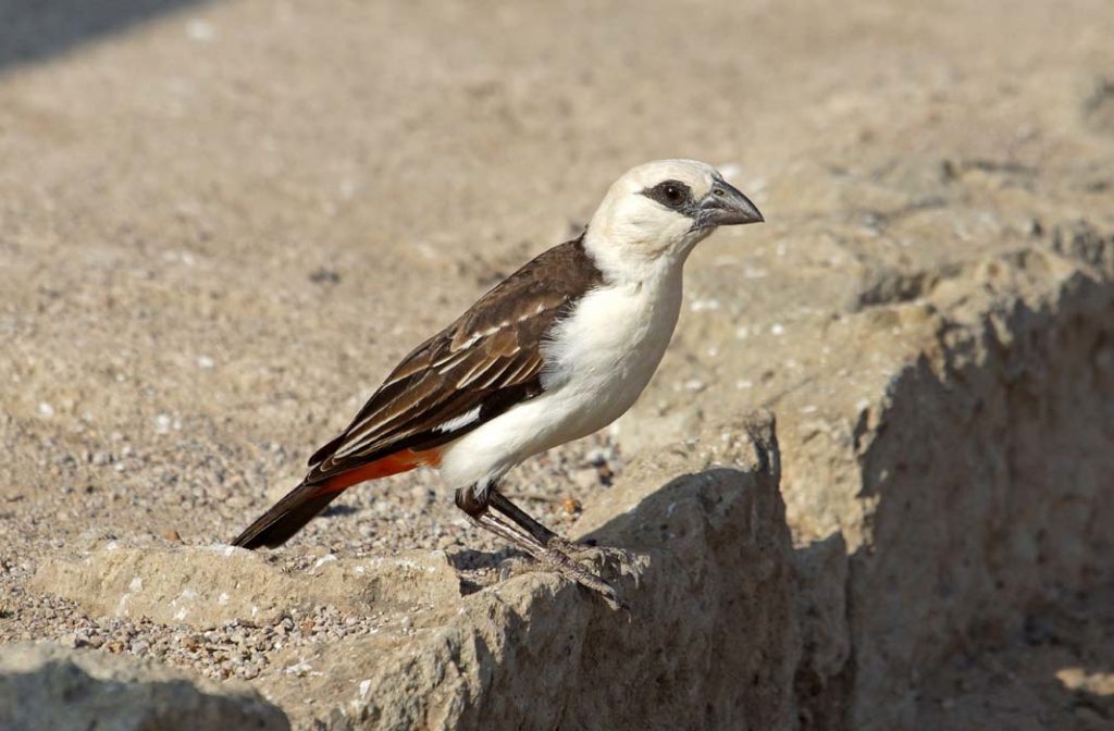 vogels, zangvogels, wevers, Witkopbuffelwever, Dinemellia dinemelli, Bilen Lodge, Afar, Ethiopië