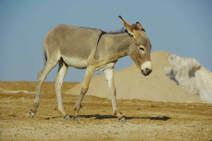 ezel Equus africanus asinus zout Ethiopië