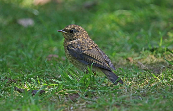 vogels, zangvogels, Roodborst, uitgevlogen jong, Texel