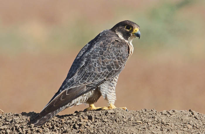 vogels, roofvogels, valken, Slechtvalk, Falco peregrinus, Bilen lodge, Awash, Afar, Etgiopië, Afrika