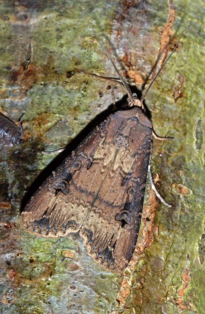 vlinders, nachtvlinders, uilen, Grote Worteluil, Agrotis ipsilon, Texel