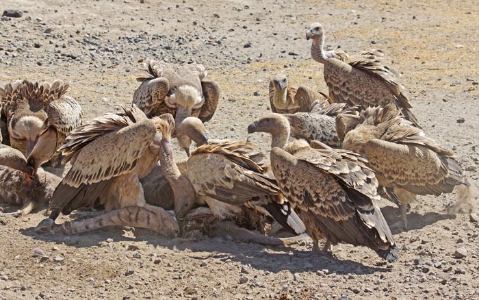 vogels, gieren, Rüppells Gier, Gyps rüppellii, kadaver, Ziway, Ethiopië, Afrika