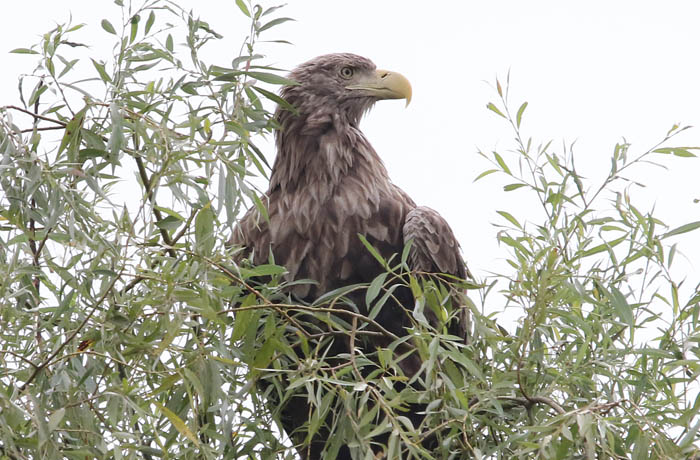 vogels, roofvogels, arend, Zeearend, Haliaeetus albicilla, Donau-delta, Roemenië