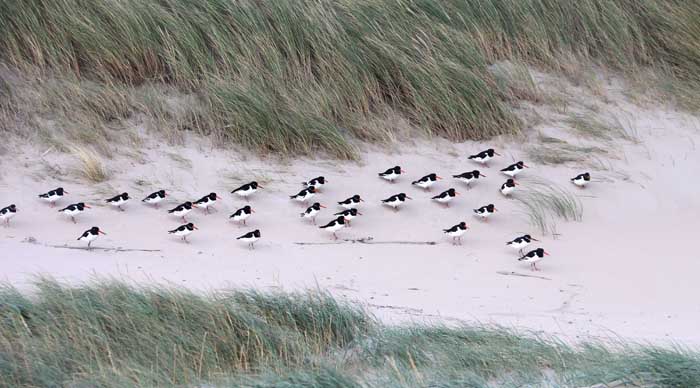 scholekster Haematopus ostralegus helmgras duin strand Texel