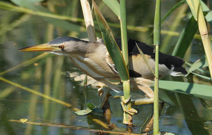 vogels, reigers, Woudaapje, Ixobrychus minutus, meer van Ohrid, Macedonië