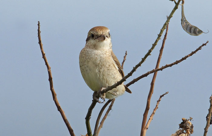 vogels, klauwieren, Izabeltapuit, Lanius isabellinus, Langano, Ethiopië