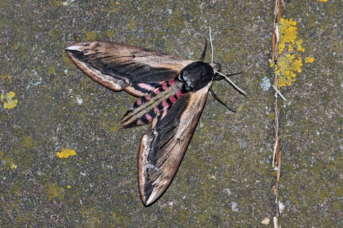 vlinders, nachtvlinders, pijlstaarten, Ligusterpijlstaart, Sphinx ligustri, Texel