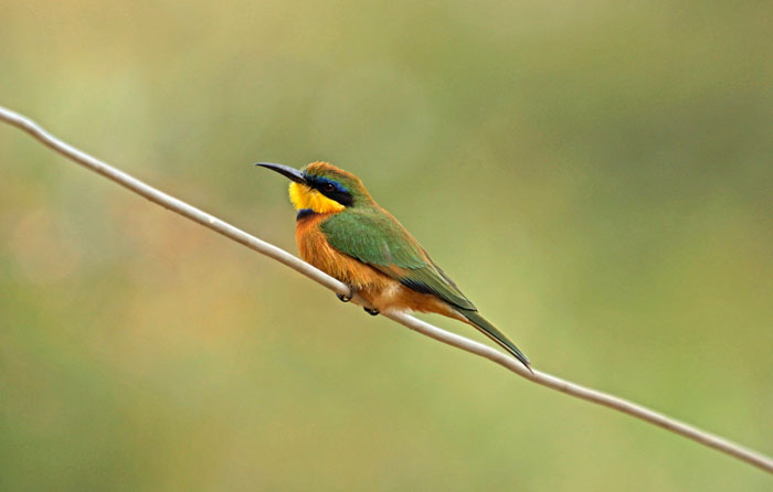 vogels, bijeneters, Dwergbijeneter, Langano, Ethiopië, Afrika