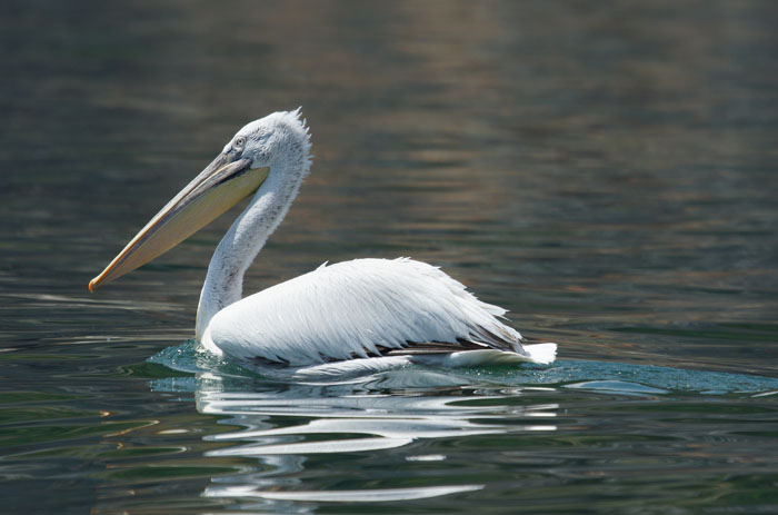 vogels, Kroeskoppelikaan, Pelecanus crispa, Prespameer, Golem Grad, reizen, macedonië