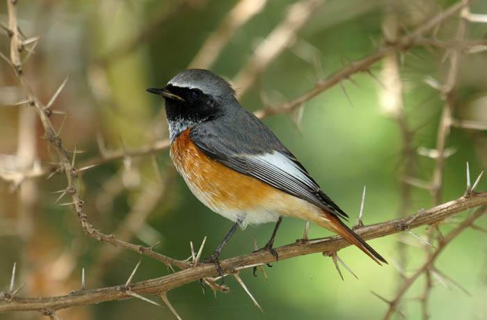 vogels, zangvogels, roodstaartjes, Oostelijke Gekraagde Roodstaart, Phoenicurus phoenicurus samamisicus, Hayk, Ethiopië, Afrika