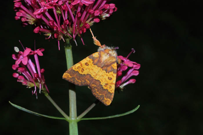 vlinders, nachtvlinders, Saffraangouduil, Tileacea aurago, Texel