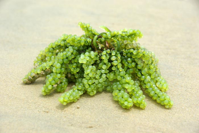 wieren, sea grapes Caulerpa eetbaar zeewier