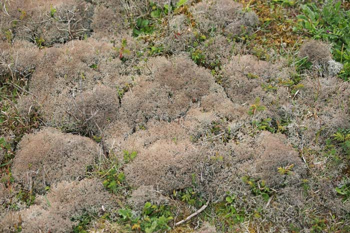 korstmossen, Cladonia, Cladina, duinen, vegetatie, Setingsnollen, Texel