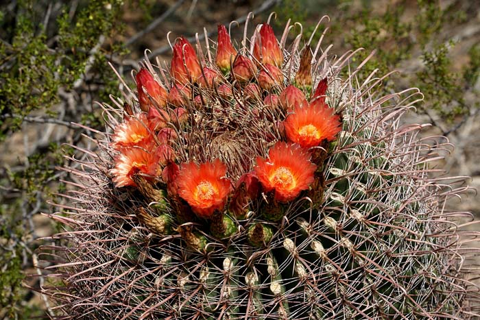 planten, cactussen, Fishook Barrel Cactus, Ferocactus wislizeni, Saguaro Nationaal park, Arizona, USA