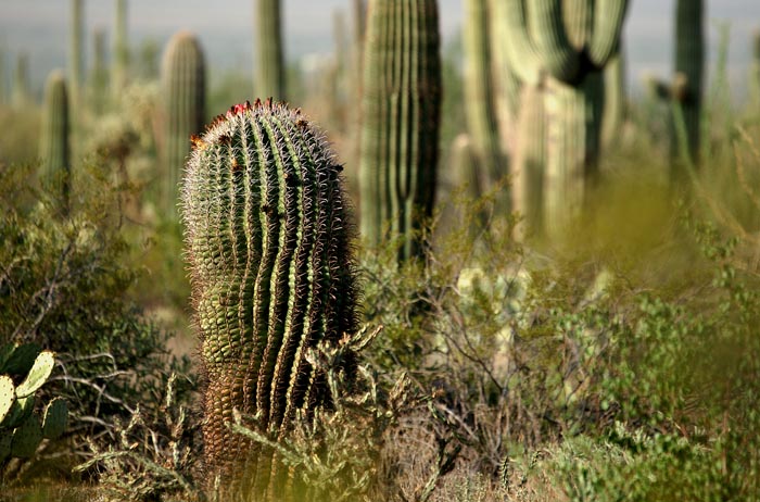 planten, cactussen, Fishook Barrel Cactus, Ferocactus wislizeni, Saguaro Nationaal Park, Arizona, USA