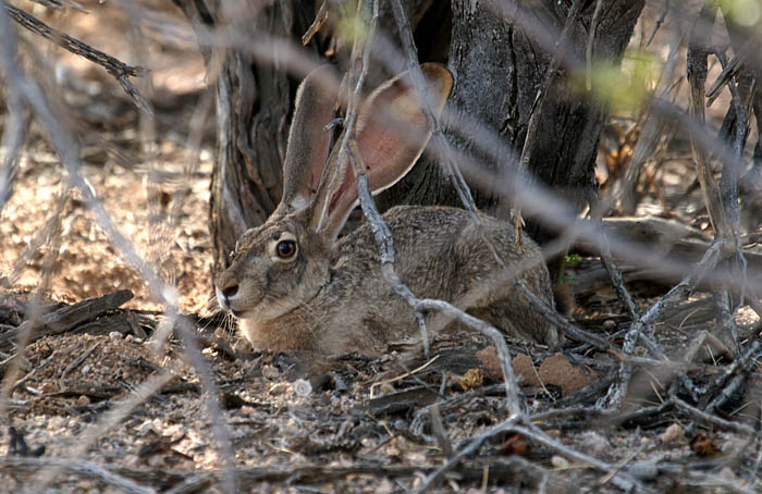 zoogdieren, hazen, Black-tailed Jack Rabbit, Lepus californicus, Saguaro Nationaal Park, Arizona, USA