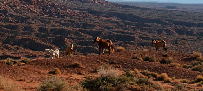 paarden, zonsopgang, Monument Valley, Navajo Nation Tribal Park, Arizona, USA
