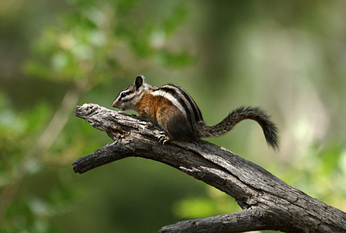 dieren, zoogdieren, eekhoorns, Grand Canyon, Nationaal park, Arizona, USA