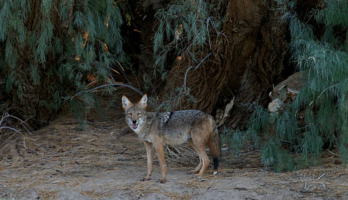 dieren, zoogdieren, Coyote, Prairiehond, Canis latrans, Furnace Creek, Death Valley, USA