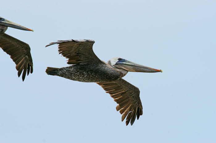 vogels, pelikanen, Bruine Pelikaan, Pelecanus occidentalis, Point Pedras Blancas, California, USA