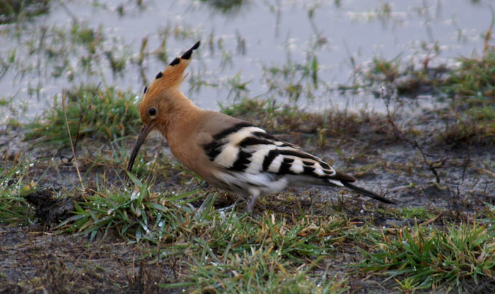 vogels, Hop, Upupa epops, Texel