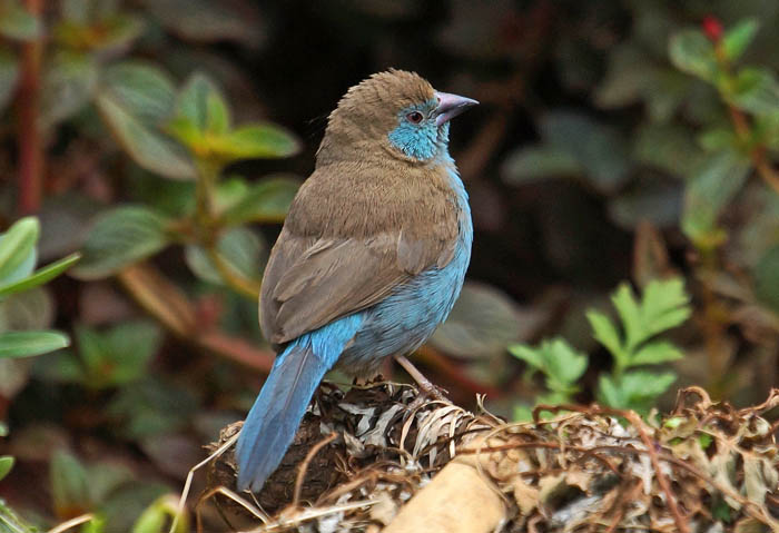 vogels, zangvogels, zaadeters, Blauwfazantje, Uraeginthus bengalus, Addis Abeba, Ethiopië
