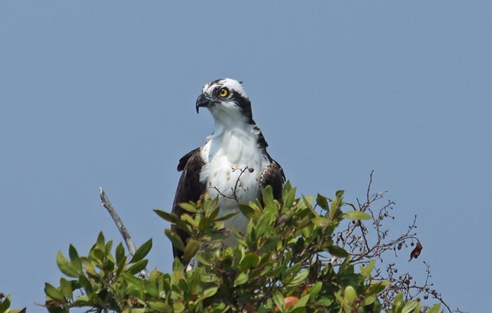 vogels, roofvogels, arenden, Visarend, Pandion haliaetus, Laguna del Tresoro, Cuba, Amerika