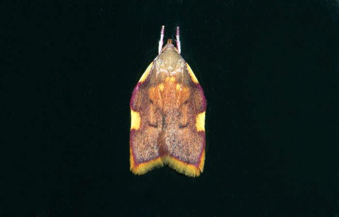 Nachtvlinders, Microlepidoptera, Vuurmot, Carcina quercana, Texel