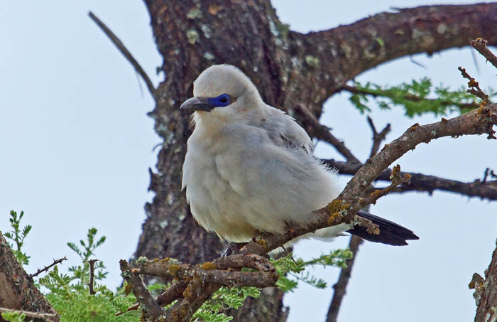 endeem, vogels, Acaciagaai, Zavattariornis stresemanni, Yabello, Ethiopië, Afria