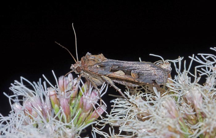 vlinders, nachtvlinders, uilen, Zwarte-c-uil, Xestia c-nigrum, Texel