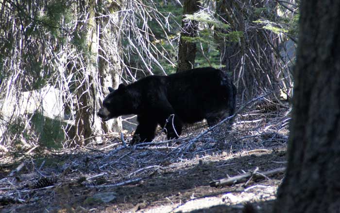 zwarte beer Ursus americanus USA Sequaoia National Park