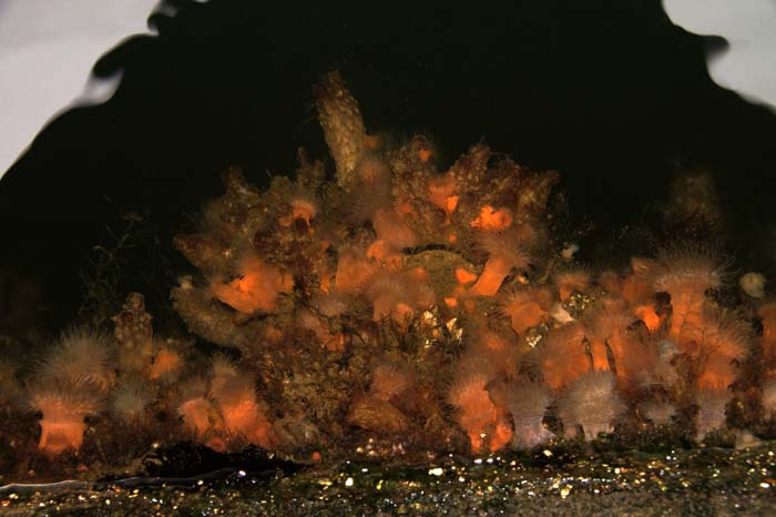 zeeanjelier Japanse zakpijpmetridium senile Styela clava Oudeschild
